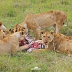 Keňa: Divočina i relax