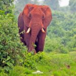 Keňa: Divočina i relax