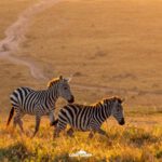 Keňa: Divočina i relax