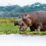 Keňa: Divočina i relax