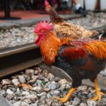 Vietnam: Na vlastní kůži