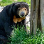 Borneo: Dotek divočiny