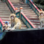 Borneo: Dotek divočiny