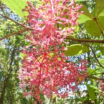 Borneo: Dotek divočiny