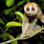 Borneo: Dotek divočiny