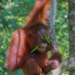 Borneo: Dotek divočiny