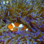 Borneo: Dotek divočiny