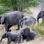 Borneo: Dotek divočiny