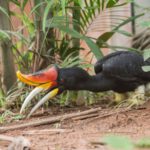 Borneo: Dotek divočiny