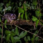 Borneo: Dotek divočiny