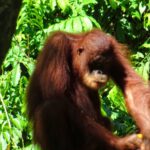 Borneo: Dotek divočiny