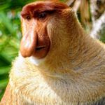 Borneo: Dotek divočiny