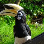 Borneo: Dotek divočiny