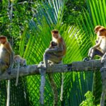 Borneo: Dotek divočiny