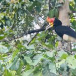 Borneo: Dotek divočiny