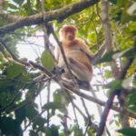 Borneo: Dotek divočiny