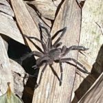 Borneo: Dotek divočiny