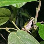 Borneo: Dotek divočiny