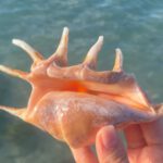 Borneo: Dotek divočiny