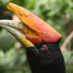 Borneo: Dotek divočiny