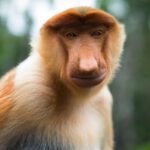 Borneo: Dotek divočiny