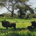 Keňa: Divočina i relax