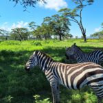 Keňa: Divočina i relax