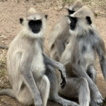 TUK-TUK Challenge | Ostrov lva