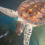 TUK-TUK Challenge | Ostrov lva