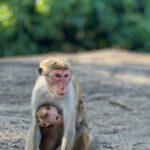 Srí Lanka: Dobrodružství a relax