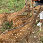 Srí Lanka: Od neprobádaného severu k plážím jihu