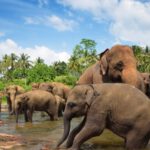 TUK-TUK Challenge | Ostrov lva