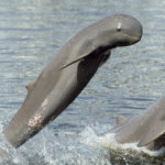 Kambodža: Nevšední klenot Asie