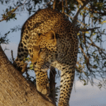 Kilimandžáro: Na vrchol Afriky