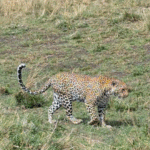 Kilimandžáro: Na vrchol Afriky