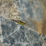 Gruzie: Výprava do srdce Thušska