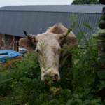 Gruzie: Výprava do srdce Thušska