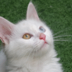 Zimní expedice: Na vrchol Araratu