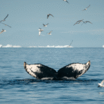 Grónsko: Dobrodružná cesta s profi fotografem