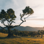 Madeira: Aktivní týden na ostrově