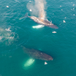 Grónsko: Dobrodružná cesta s profi fotografem