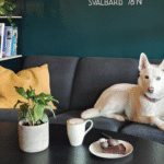 Špicberky: V rytmu psího spřežení a fjordů