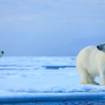 Špicberky: V rytmu psího spřežení a fjordů