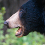 Kanada: Rockies roadtrip s fotografem