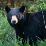 Kanada: Rockies roadtrip s fotografem