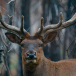 Kanada: Rockies roadtrip s fotografem