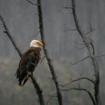 Kanada: Rockies roadtrip s fotografem