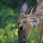 Kanada: Rockies roadtrip s fotografem