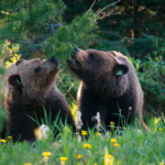 Kanada: Rockies roadtrip s fotografem