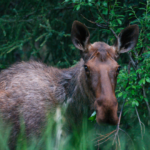 Kanada: Rockies roadtrip s fotografem